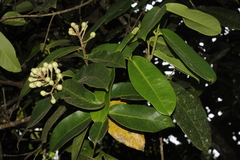 Syzygium mundagam